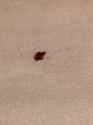 bed-bug-squashed.jpg