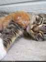 cutest cat photo ever.jpg