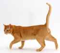 photoshopped-cat.jpg