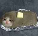 LoafOfCat.jpg