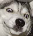 UncomfortableDoggo.jpg