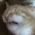 catreact.jpg