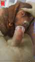 Anhes-Hot-doggies-small.jpg