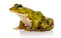 frog.png
