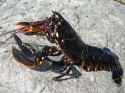 Lobster-pictures.jpg