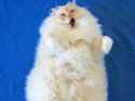 hairy_pussy.jpg