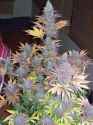 PURPLE URKLE HARVEST 007.jpg