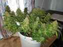 Bud3.jpg