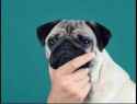 Thinking_pug.jpg