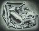 Mumified Frog, 1946 - M.C. Escher.jpg