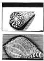 Sea Shells, 1919 - M.C. Escher.jpg