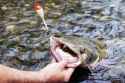 flathead-catfishing-tips-high-water-spring-L.jpg