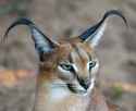 lynx.png