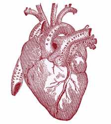 heart-vintageanatomy-graphicsfairy007red.jpg