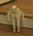 Stop+youve+violated+the+law+_4b34e3190b8097b7851361af44ce0784.jpg