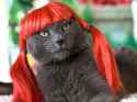 Ginger_Cat.jpg