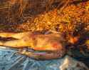 Sally_Mann_Body_Farm_color_04.jpg