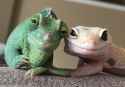 pepe and wojack.jpg