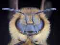 face of bee.jpg