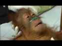 Dying Monkey.jpg