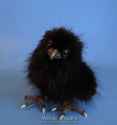 baby raven.jpg
