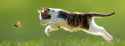 How-old-is-my-cat-in-human-years_0af22fe2-0f4a-4b24-821f-695be0d18cee.jpg