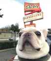 Hamdog.png