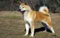 akita.jpg