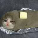 sadandbutteredcatpotatothingy.jpg