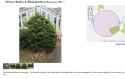 privacy bushes.jpg