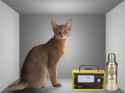 Schrodinger_cat.png