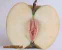 applecunt.jpg