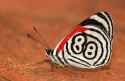 Diaethria clymena Mariposa 88.jpg