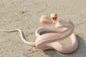snek1.jpg