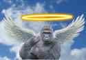 features-Harambe-sc.jpg
