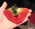 web-wtf-photo-weird-strange-shaped-flat-strawberry.jpg