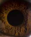 eye.jpg
