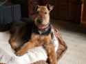 77e7696d5f93bcc8c11c935b736991c1--welsh-terrier-airedale-terrier.jpg