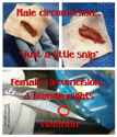 male-vs-female.jpg