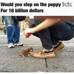 puppy.jpg