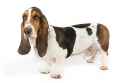 Basset-Hound-On-White-01.jpg
