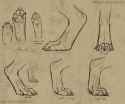 werewolf_paw_reference_by_rare_form-d4ymxrm.jpg