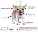 chihuahua_hate.jpg