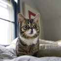 lil-bub.jpg