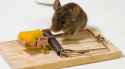 mouse-trap.jpg