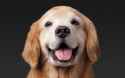 PB1201_STORY_CARO-Authority-HealthyOutside-DOG-20160818.jpg