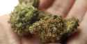 weeds..jpg