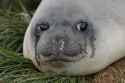 sadseal.png