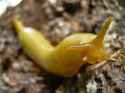 banana slug Ariolimax columbianus 9.jpg