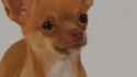chihuahua.gif